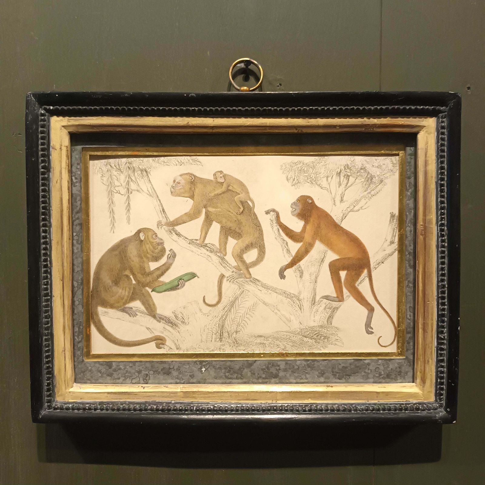 19th Century Framed Monkey Pictures photo 130.0