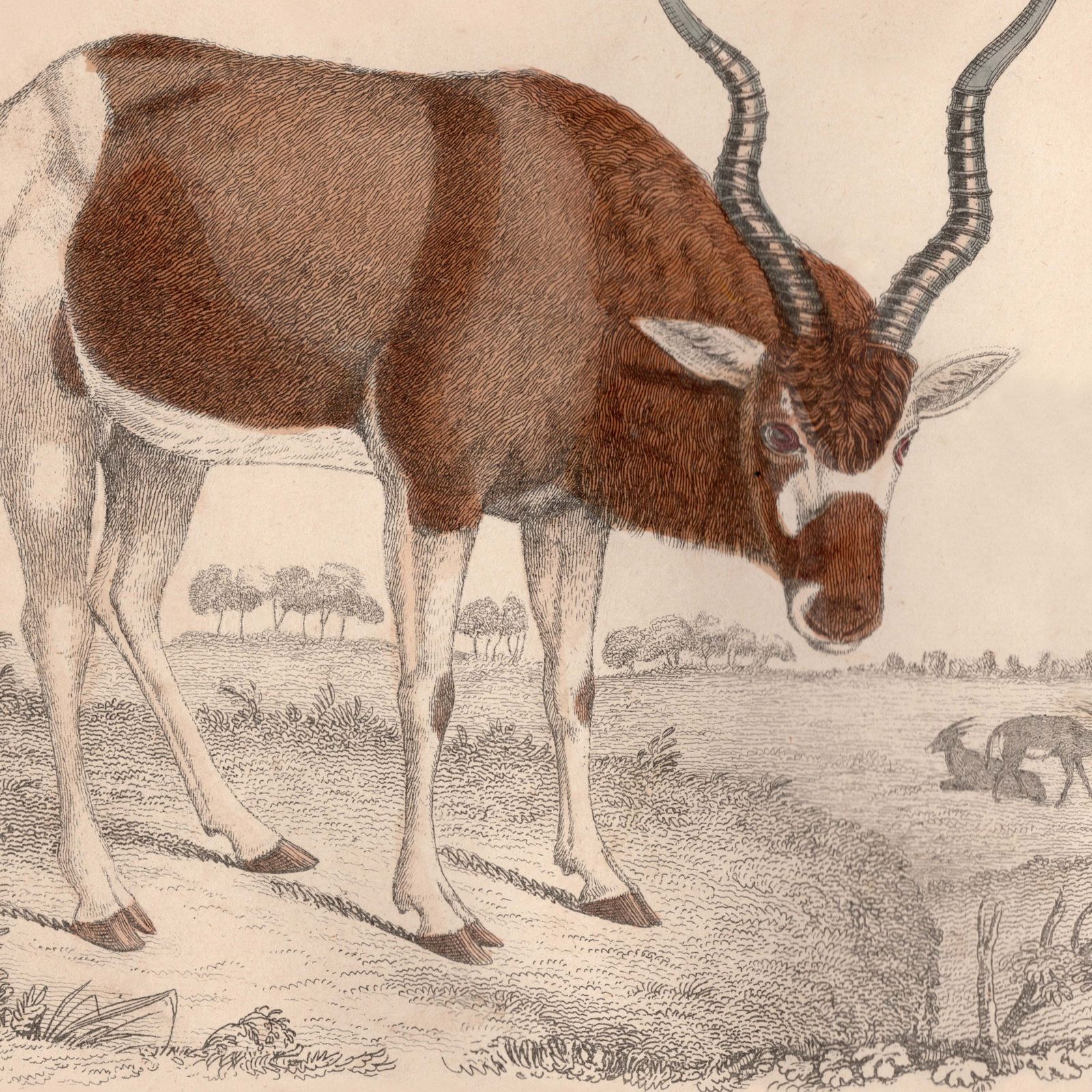 19th Century Framed Antelope And Hog Pictures photo Art