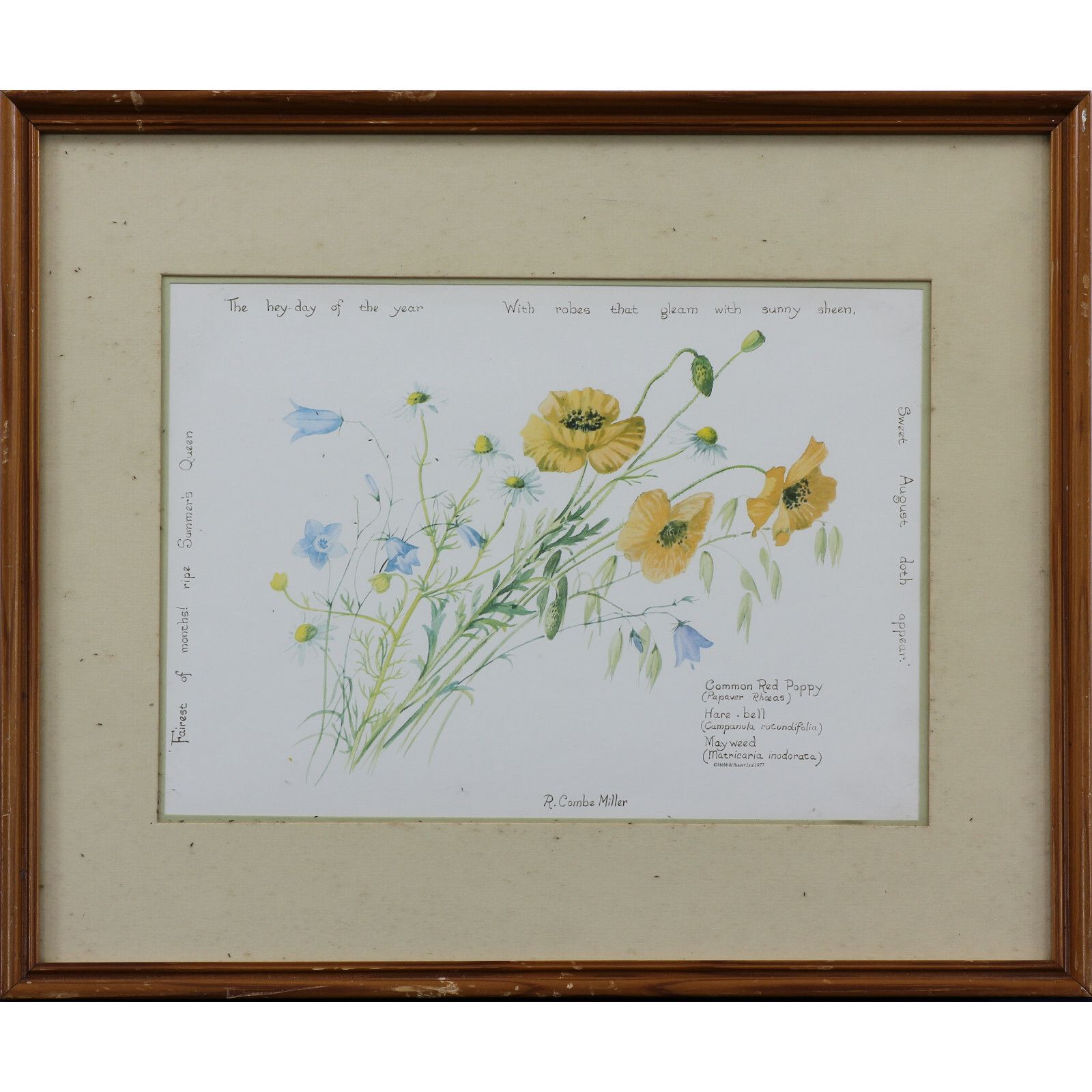 Print Of Wild Flowers By R. Combe Miller.