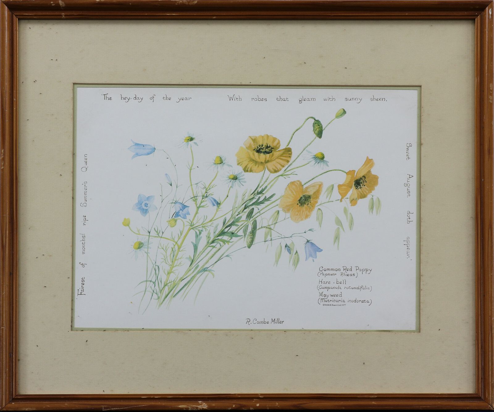 Print Of Wild Flowers By R. Combe Miller. photo Art