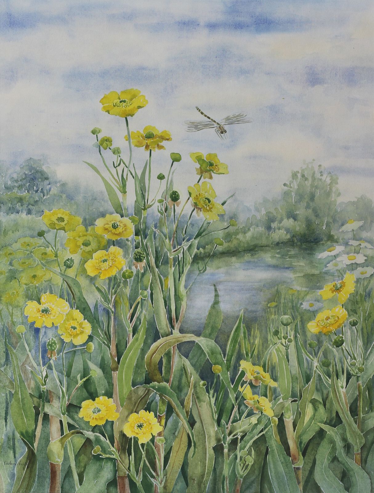 Watercolour By Barbara Booth. Title Is "Great Spearwort". photo furniture