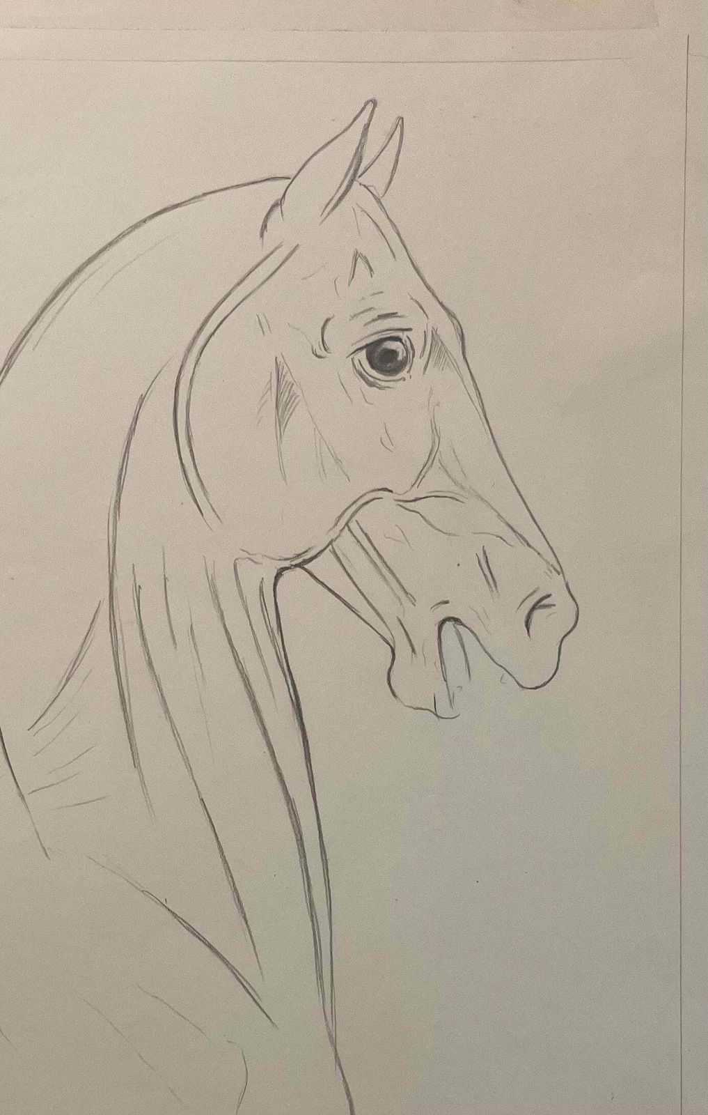 Robert Ladouoriginal French Anatomical Pencil Study Of Horse’s Head And Neck20th Century photo for sale