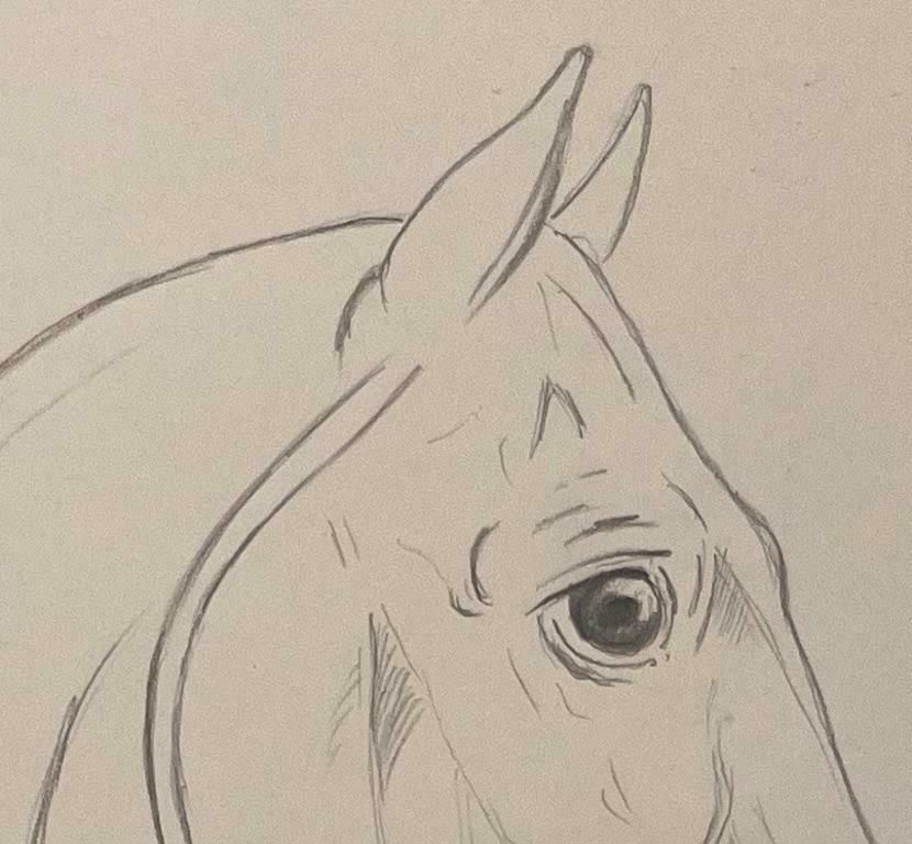 Robert Ladouoriginal French Anatomical Pencil Study Of Horse’s Head And Neck20th Century photo 509.0