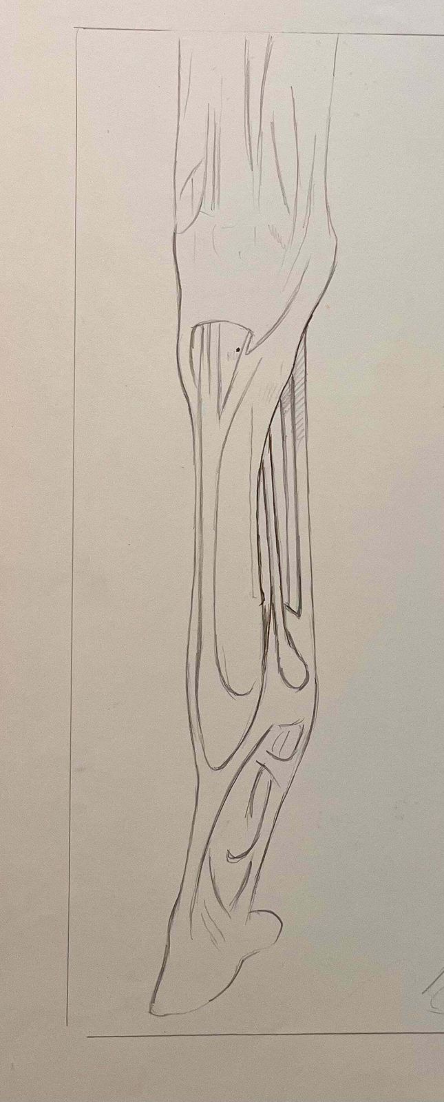 Robert Ladouoriginal French Anatomical Pencil Study Of Horse’s Limb20th Century photo for sale