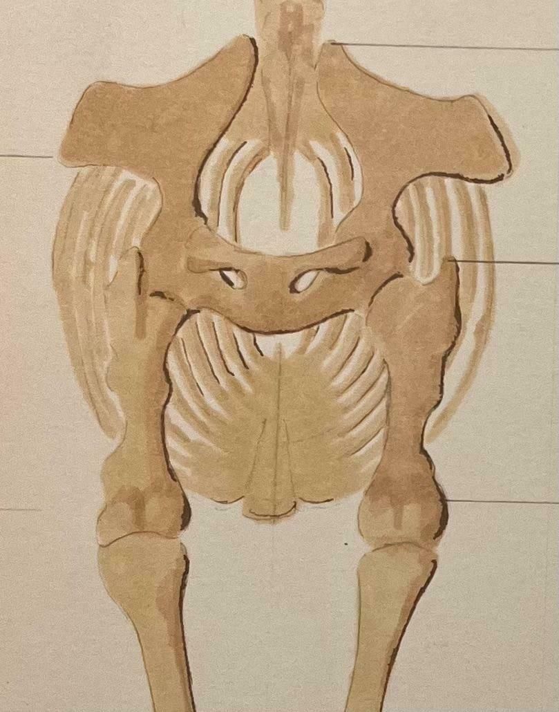 Robert Ladouoriginal French Anatomical Study Of Horse's Skeletal Structure20th Century photo Art