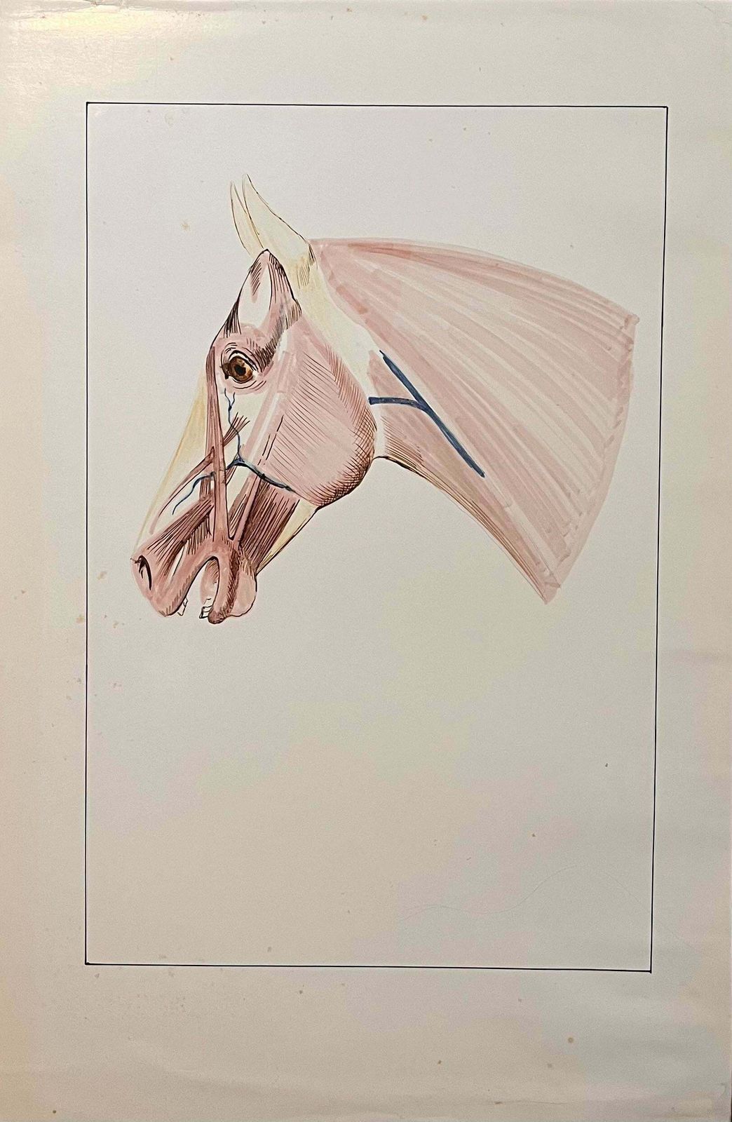 Robert Ladouoriginal French Anatomical Study Of Horse's Head20th Century