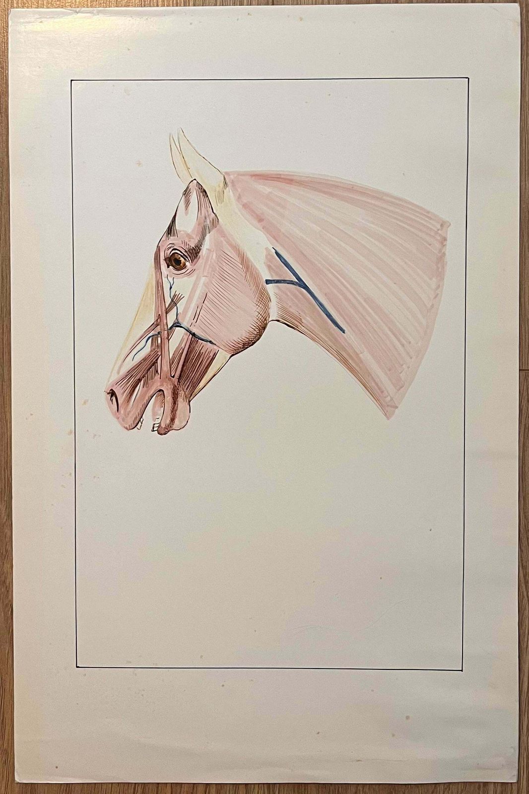 Robert Ladouoriginal French Anatomical Study Of Horse's Head20th Century photo furniture