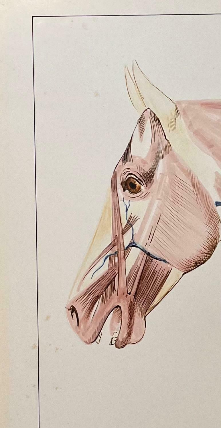 Robert Ladouoriginal French Anatomical Study Of Horse's Head20th Century photo for sale
