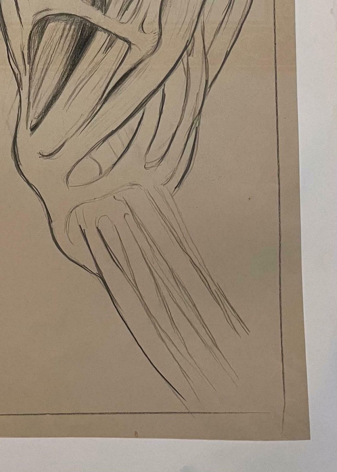 Robert Ladouoriginal French Anatomical Study Of A Horse's Shoulder20th Century photo 509.0