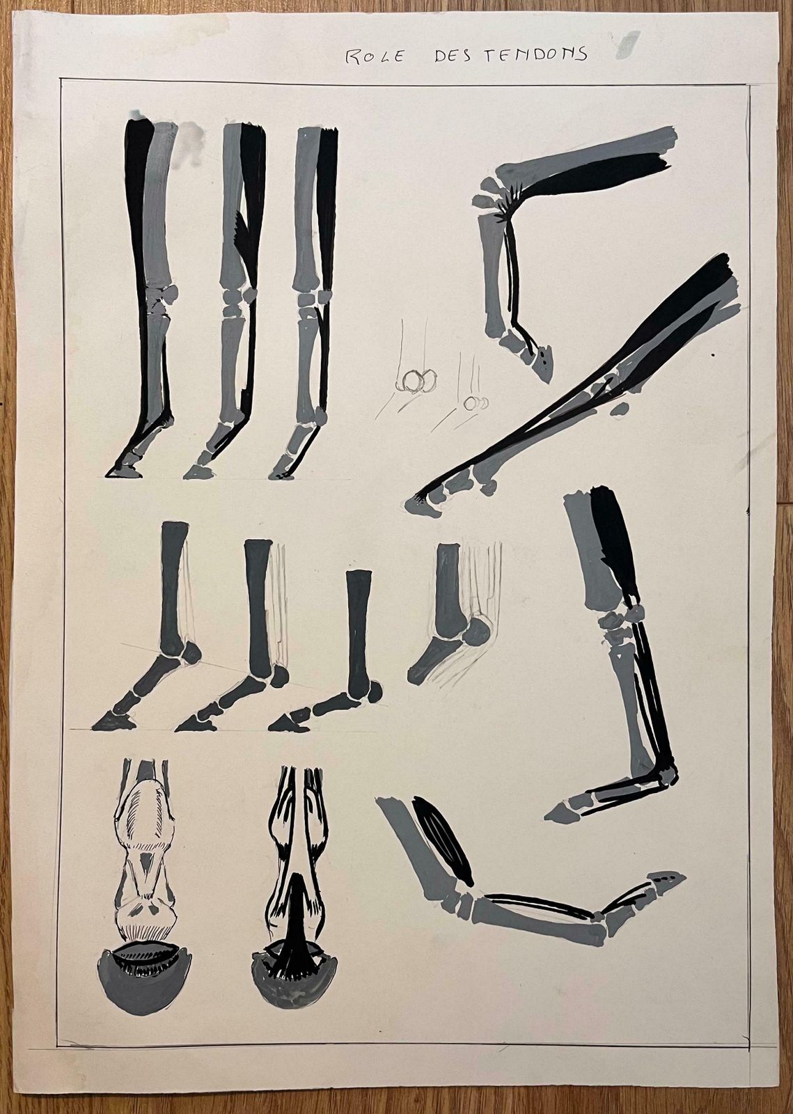 Robert Ladouoriginal French Anatomical Equine Study Of The Role Of Tendons20th Century photo furniture
