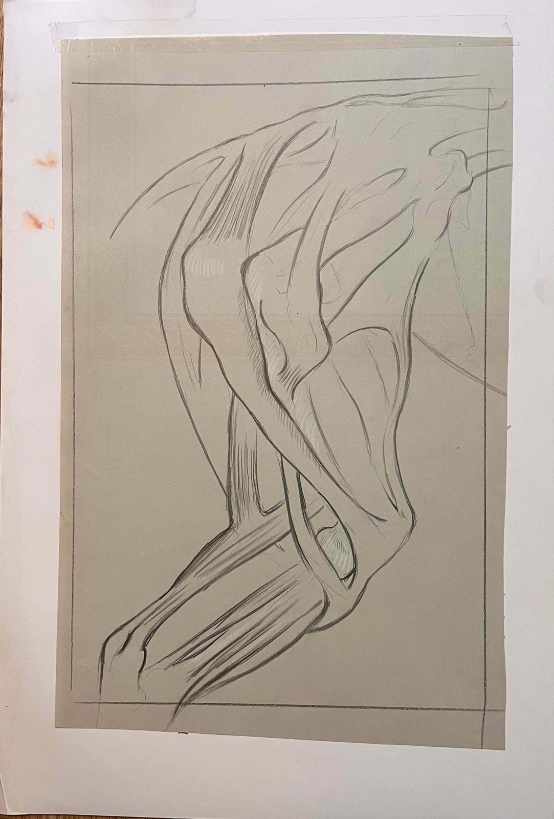 Robert Ladouoriginal French Anatomical Study Of A Horse's Hind Legs20th Century