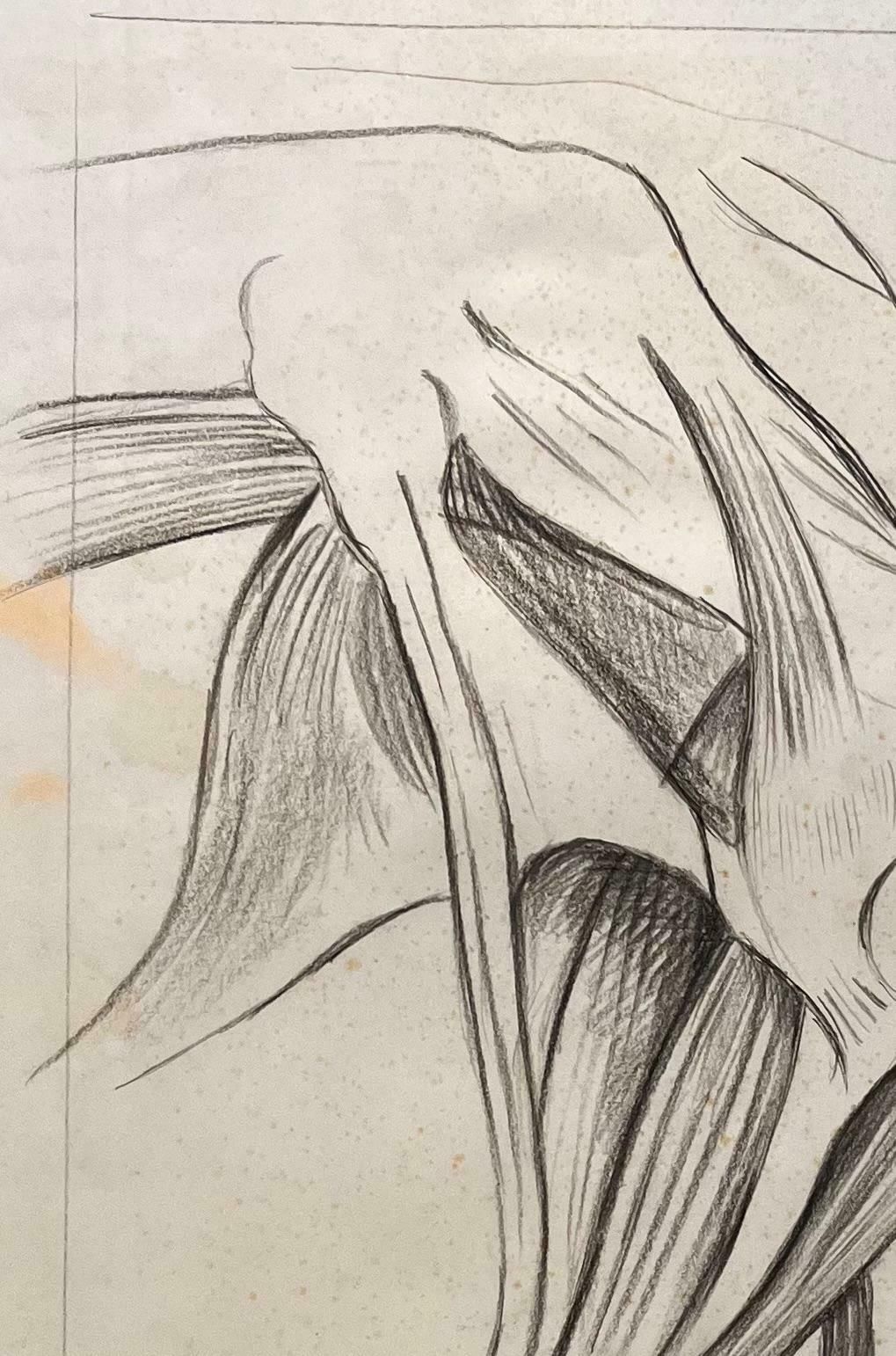 Robert Ladouoriginal French Anatomical Study Of Equine Leg Muscles20th Century photo for sale