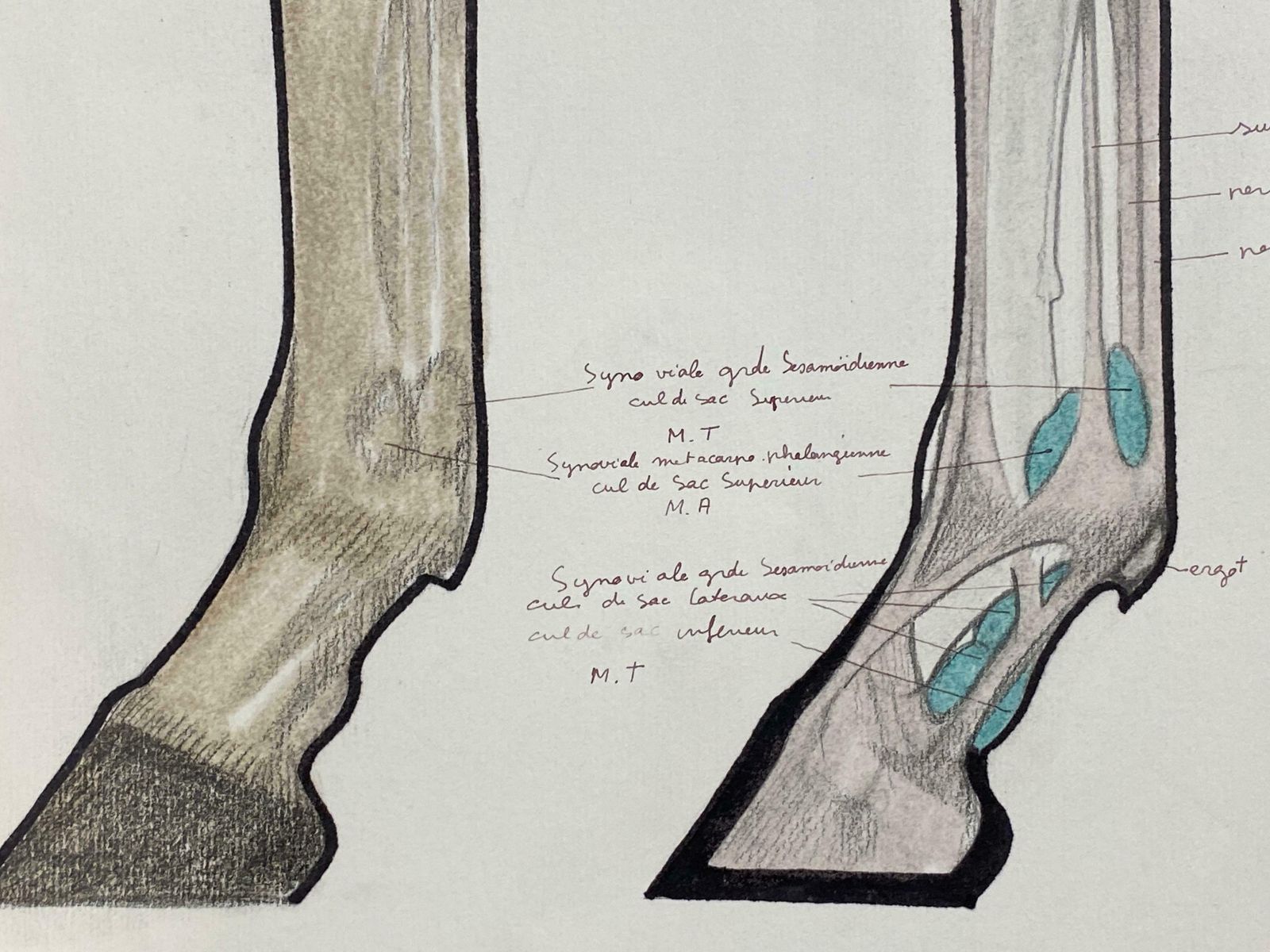Robert Ladou Anatomy Drawing Of A Horse   Original French Artwork Equestrian Anatomy Study20th Century photo 512.0