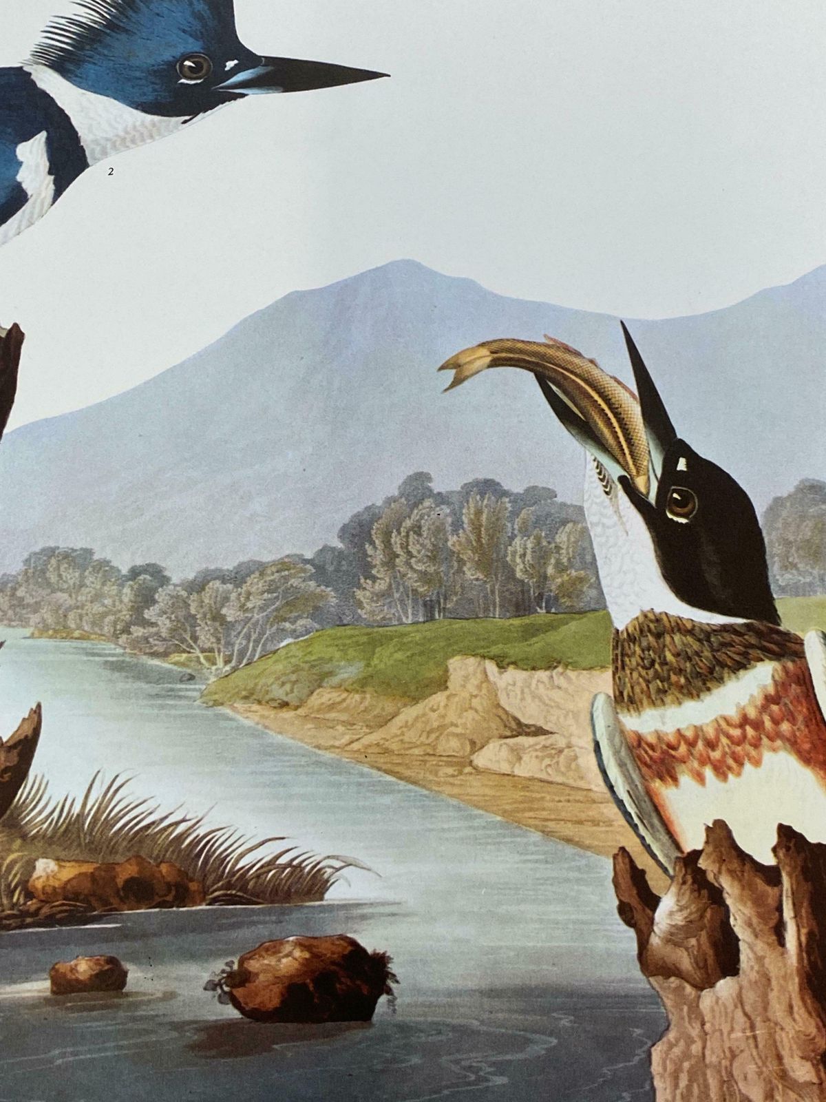 Large Classical Bird Color Print After John James Audubon   Belted Kingfisher20th Century photo for sale