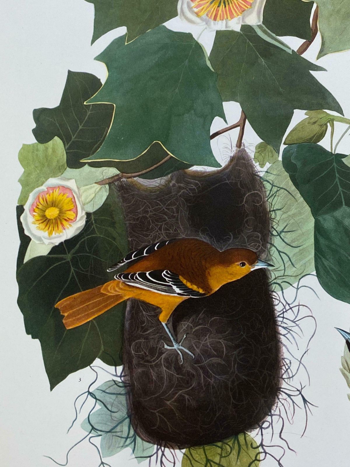 Large Classical Bird Color Print After John James Audubon   Baltimore Oriole20th Century photo furniture