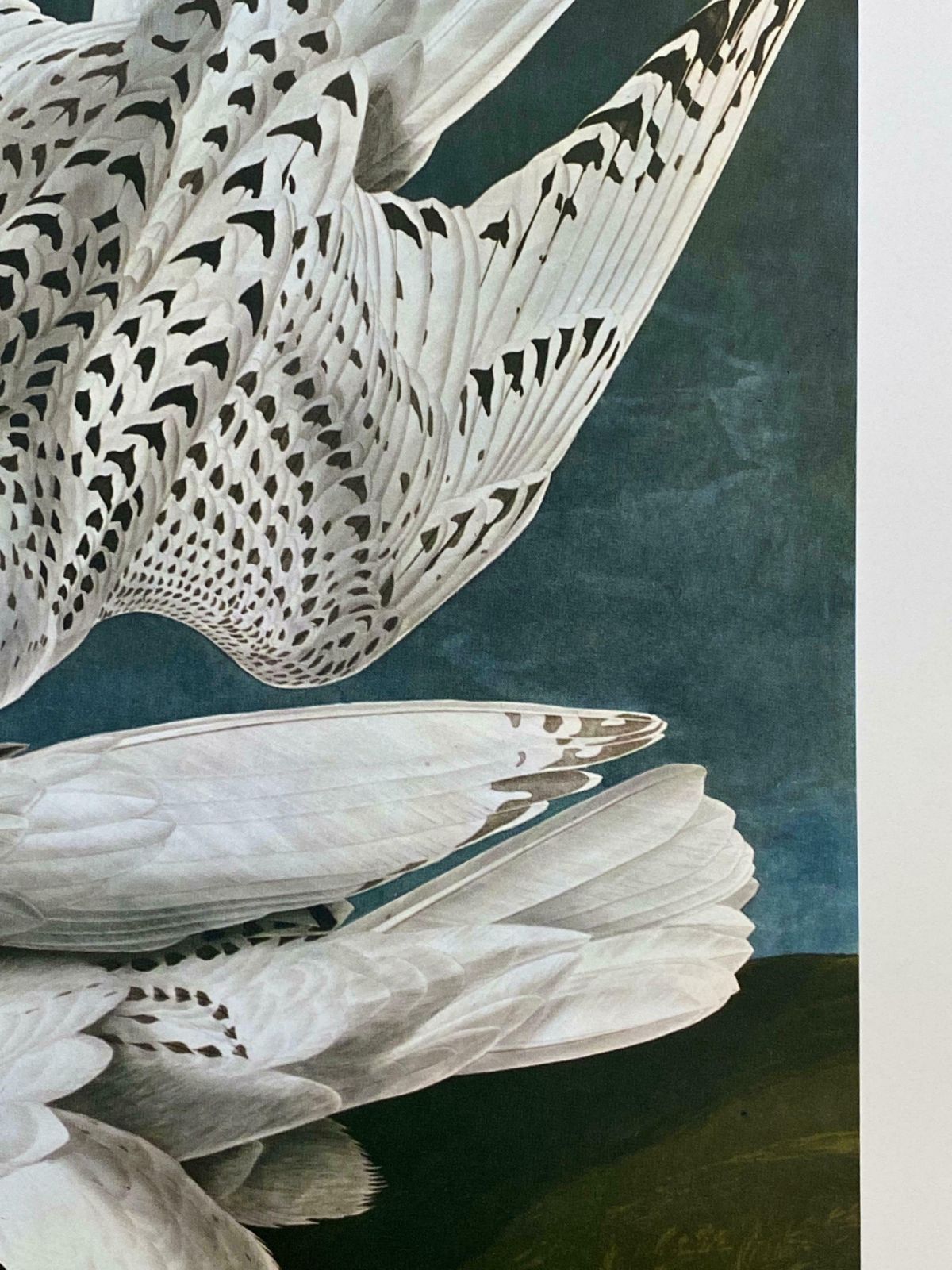 Large Classical Bird Color Print After John James Audubon  Iceland Or Ler Falcon20th Century photo 138.0