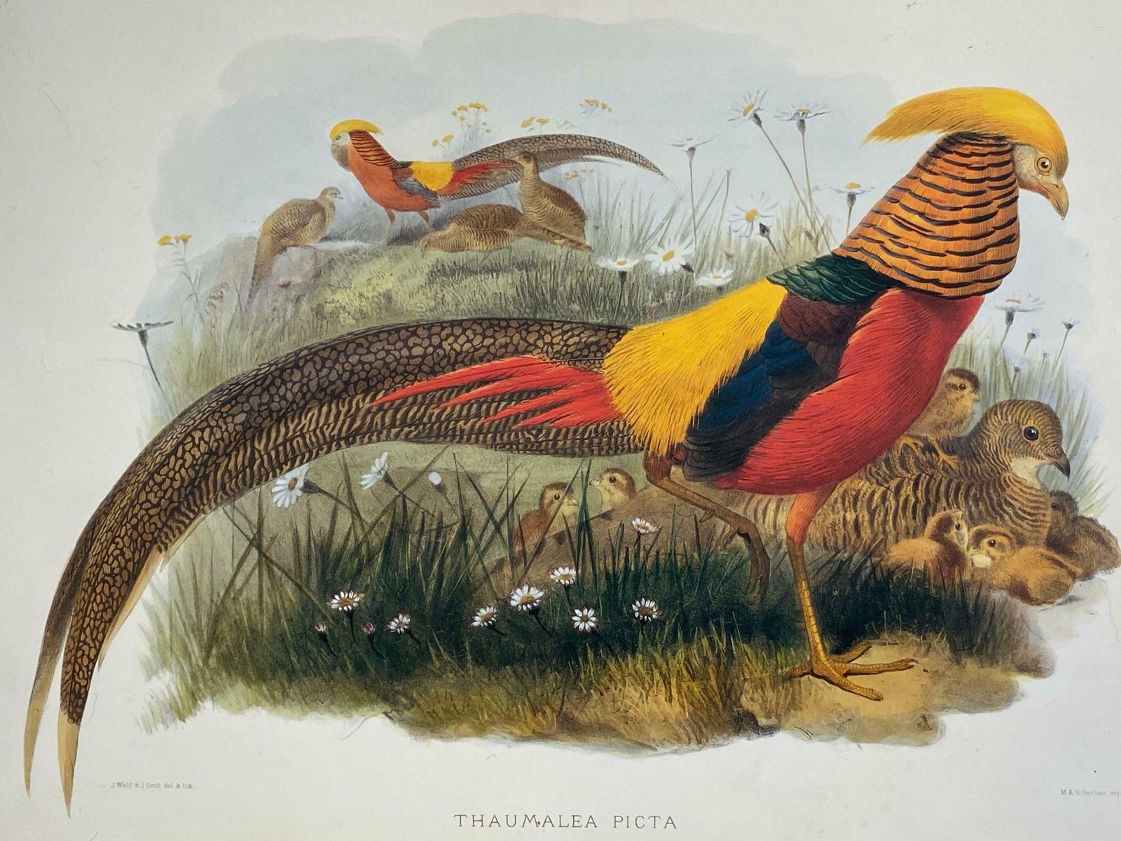 Unknownclassic Bird Color Prints X 3   Beautiful Set Of 3 Classical Birds photo furniture
