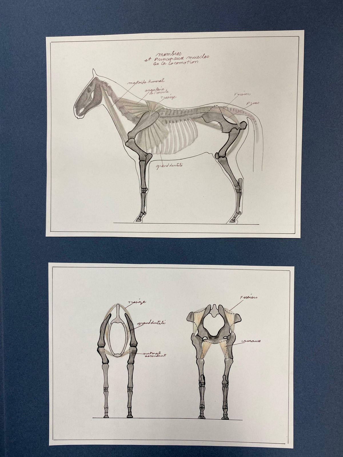 Robert Ladouanatomy Drawings Of A Horse   Original French Artwork Equestrian Anatomy Study20th Century