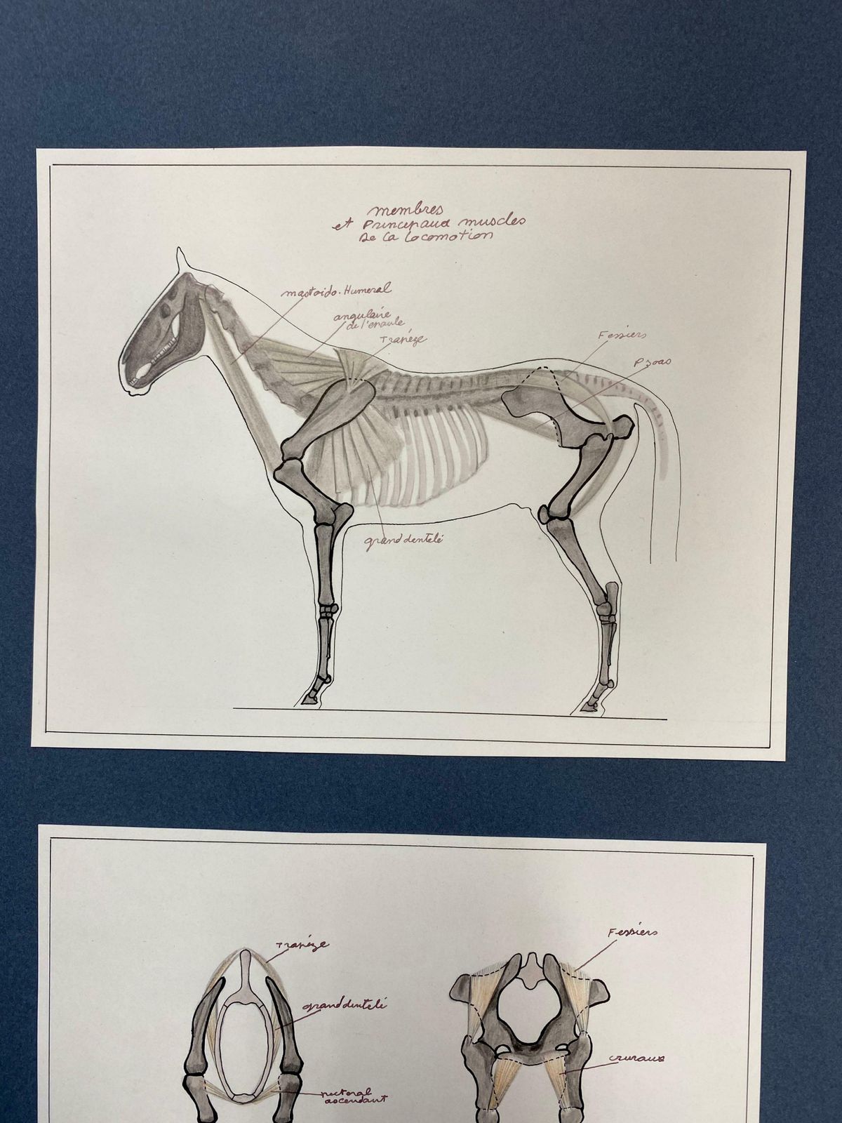 Robert Ladouanatomy Drawings Of A Horse   Original French Artwork Equestrian Anatomy Study20th Century photo vinterior