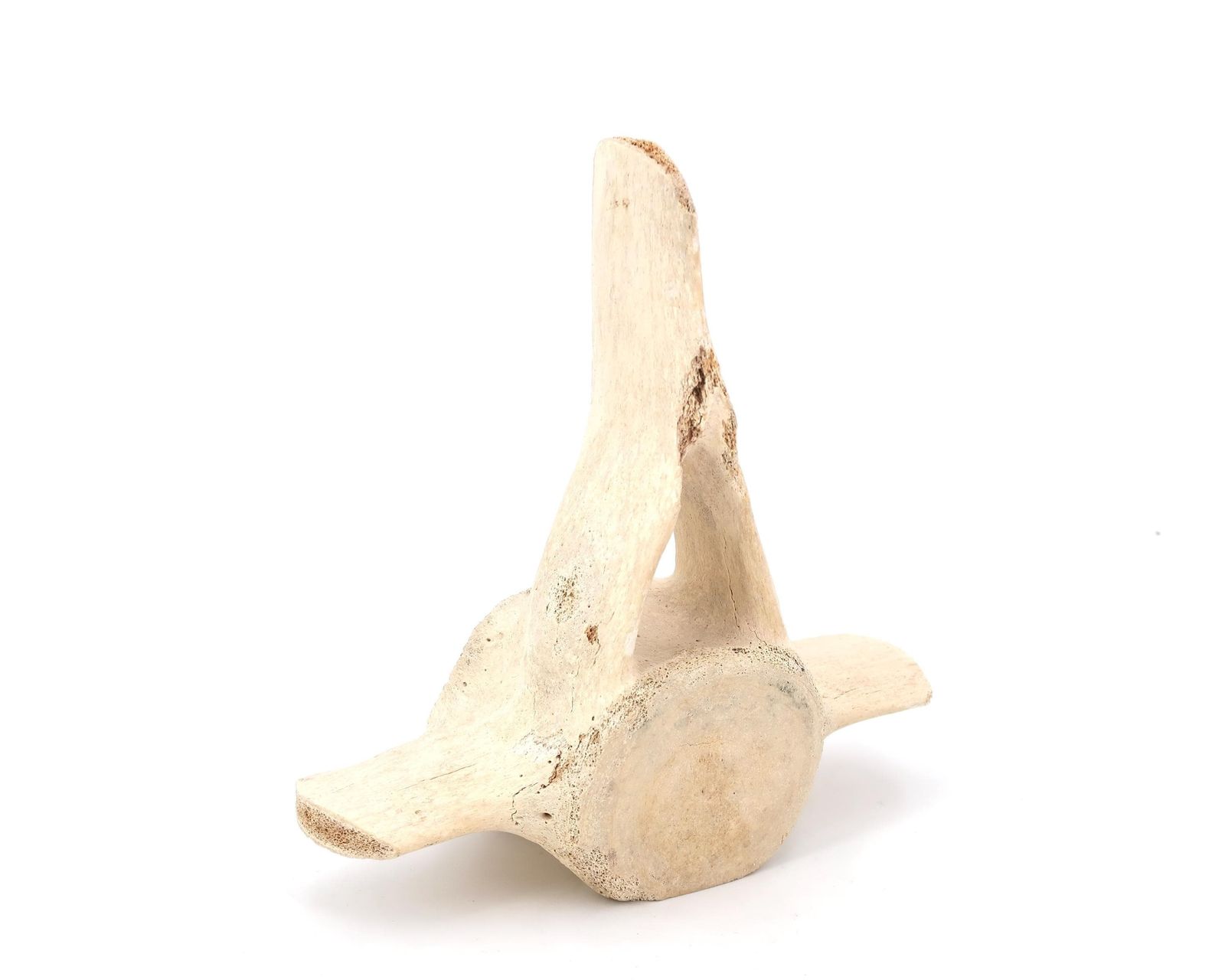 Gesneden Bot, Gesigneerde Kraai, James Colbourne, Sculptuur Jaren 1970 / Inuit Art, Canada, Canadese Kunstenaar, Cabinet Of Curiosity photo Kunst
