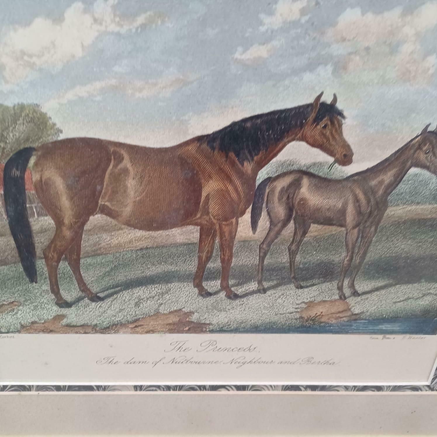 The Princess Race Horse Print By E Corbet, 1862 Lithograph, "The Dam Of Nutbourne, Neighbour And Bertha", Early 1900s Framed Print photo 128.0