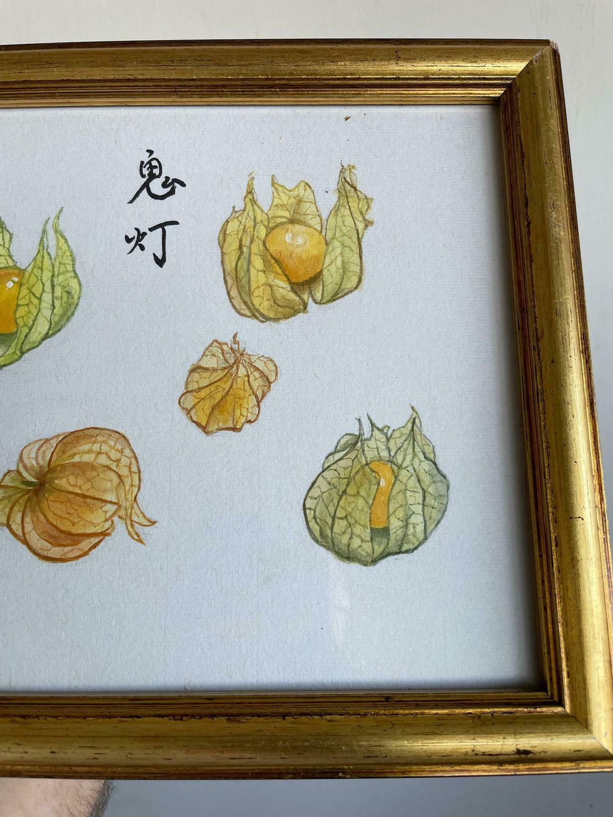 Beautiful Small Watercolour And Ink Painting Of Physalis Or Chinese Lanterns Art Piece In Gold Frame photo vintage
