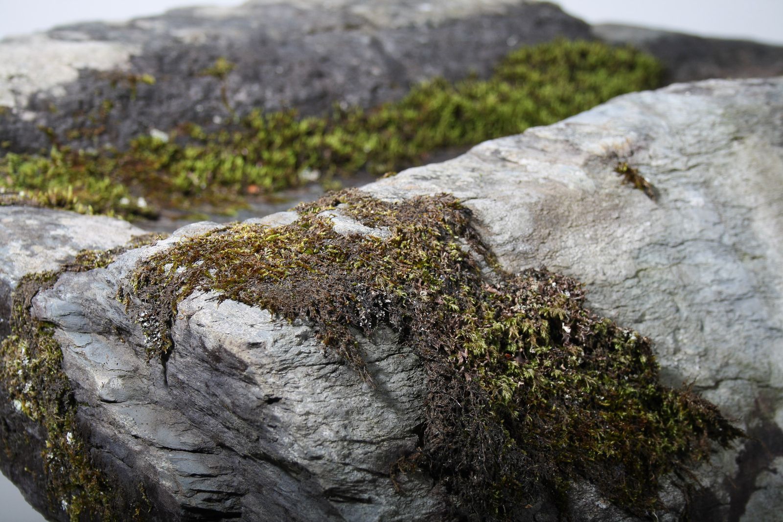 photo vintage Large 17th Century Stone Trough Garden Feature Weathered Moss Bonsai Carved Stone