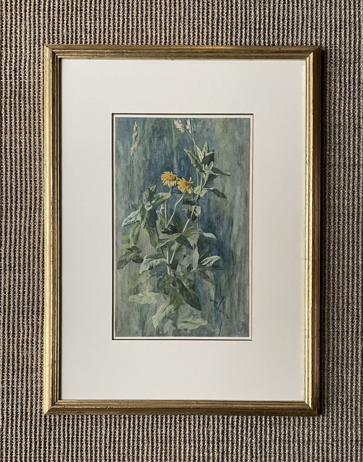 Arthur Wardle   Common Fleabane   Early 20th Century British Botanical Watercolour photo for sale