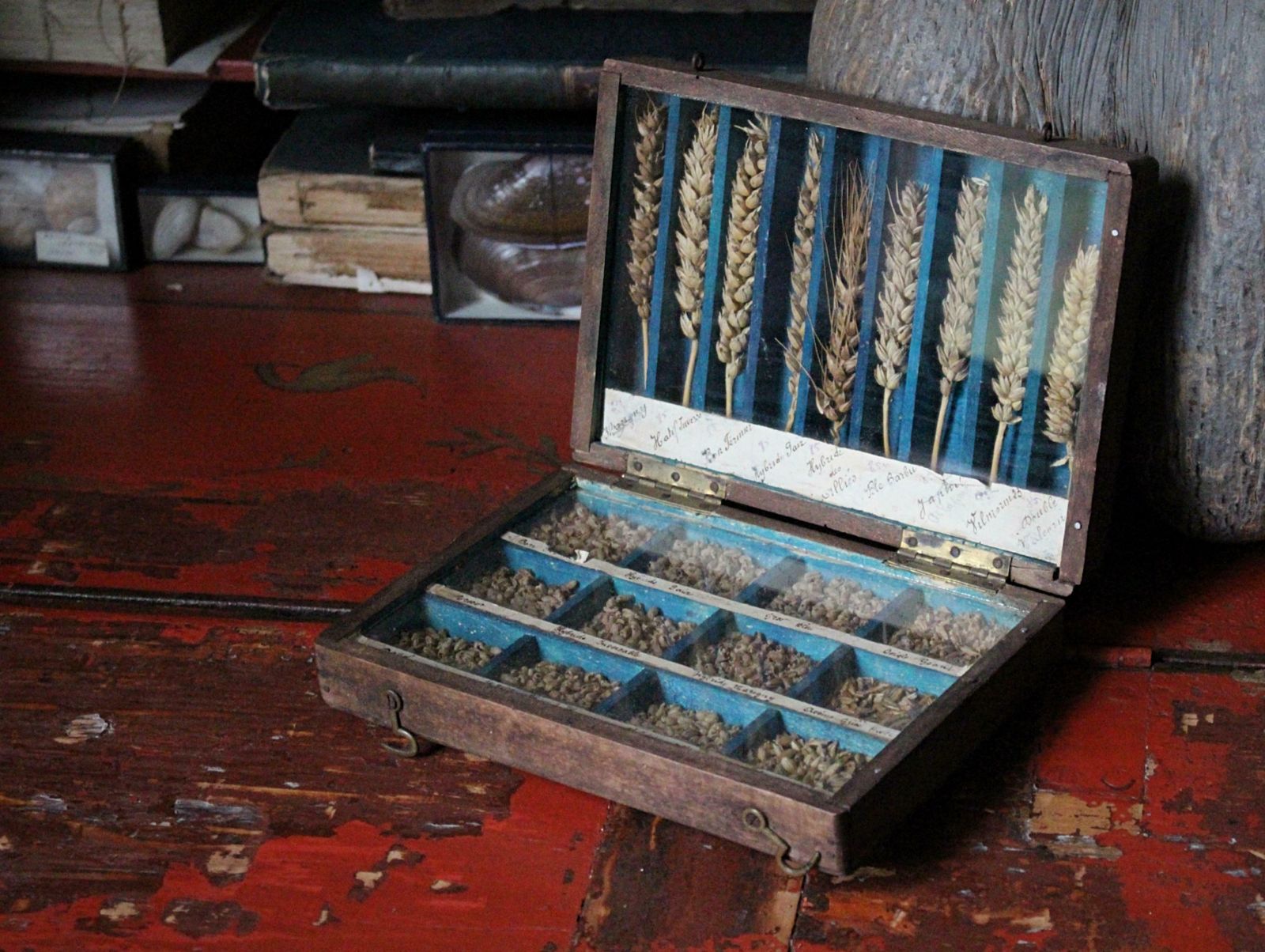 19th Century Glazed Specimen Box Containing Wheat Agricultural Scientific Curio photo for sale