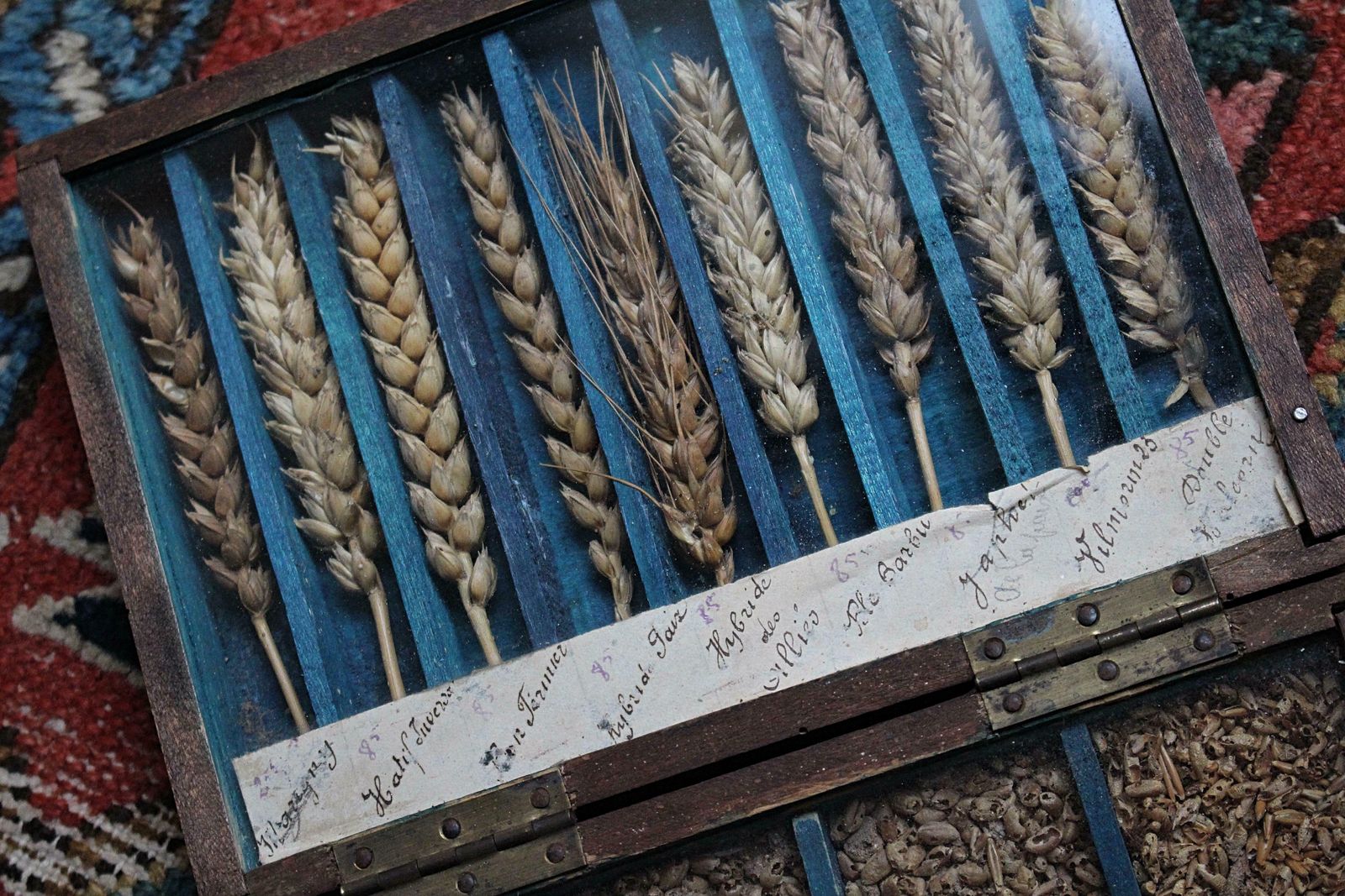 19th Century Glazed Specimen Box Containing Wheat Agricultural Scientific Curio photo 608.0