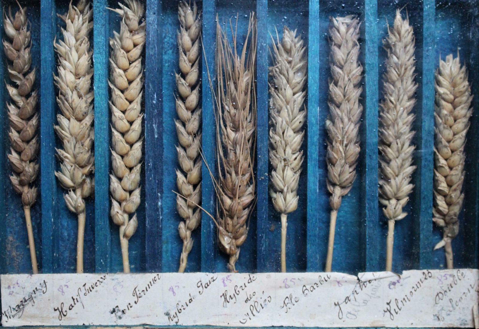 photo furniture 19th Century Glazed Specimen Box Containing Wheat Agricultural Scientific Curio