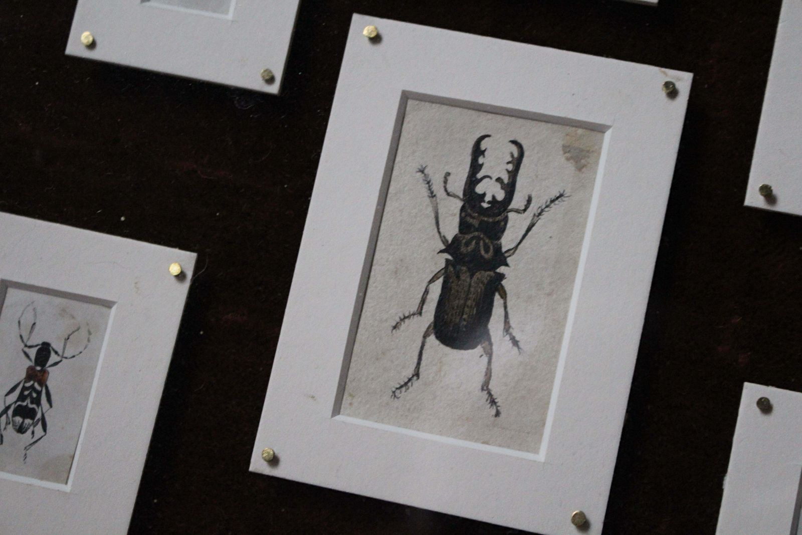 19th C Hand Painted Entomology Studies Gothic Revival Shadow Box Taxidermy Curio photo vinterior