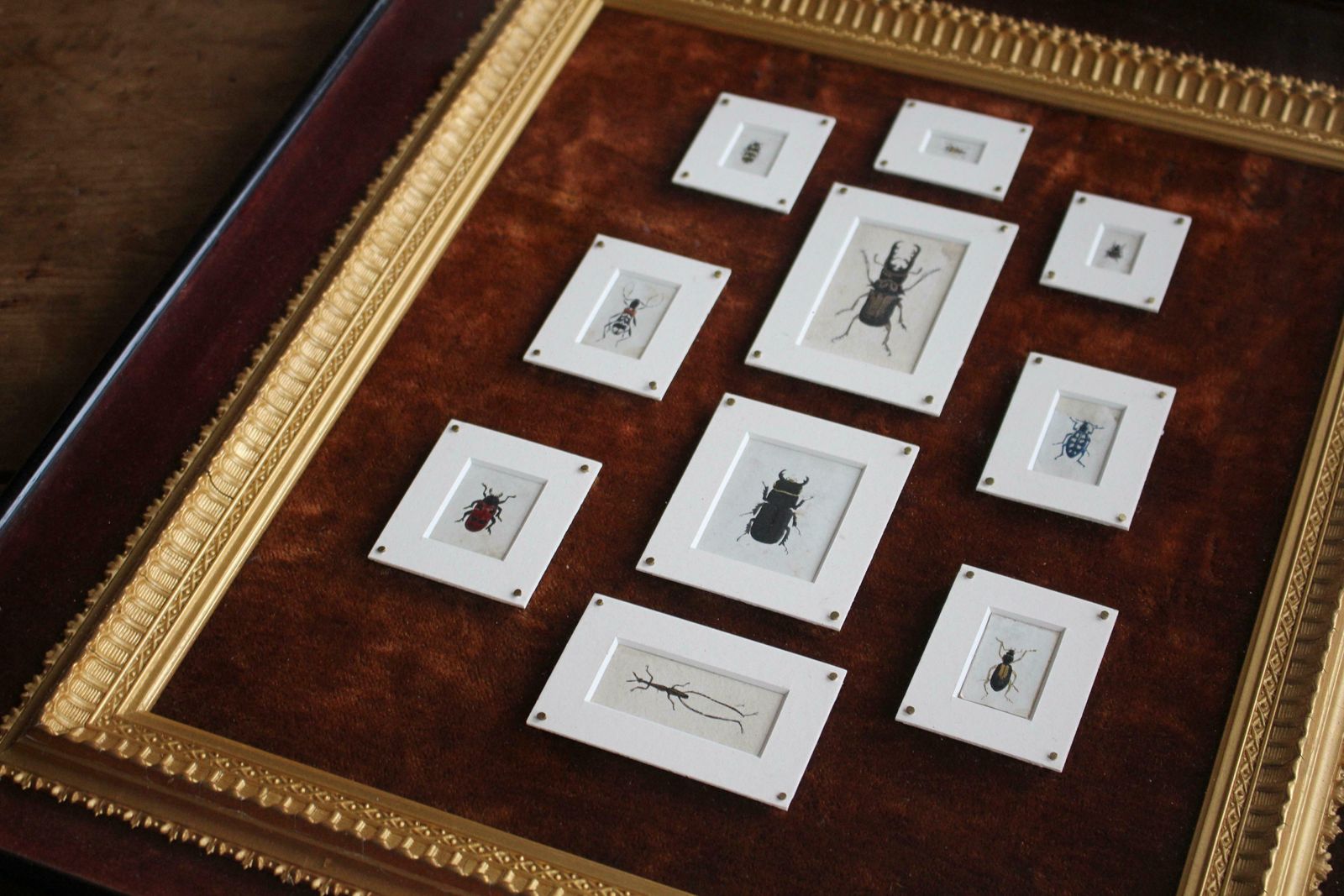 photo vinterior 19th C Hand Painted Entomology Studies Gothic Revival Shadow Box Taxidermy Curio