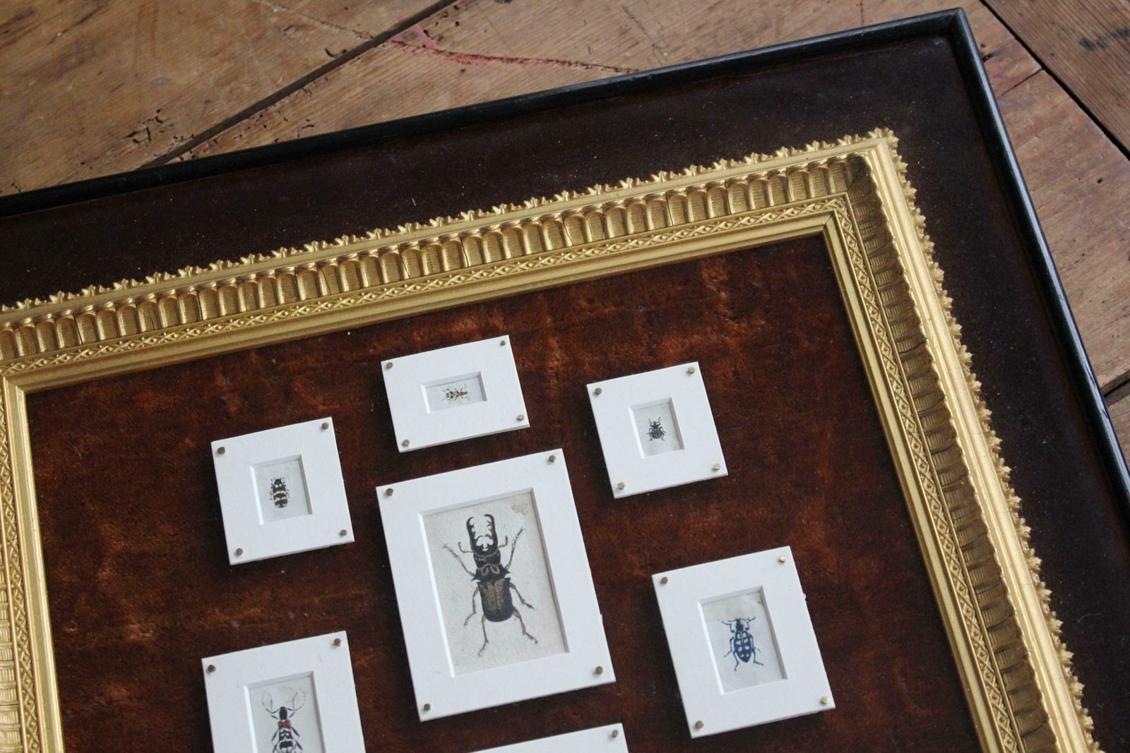 photo buy 19th C Hand Painted Entomology Studies Gothic Revival Shadow Box Taxidermy Curio