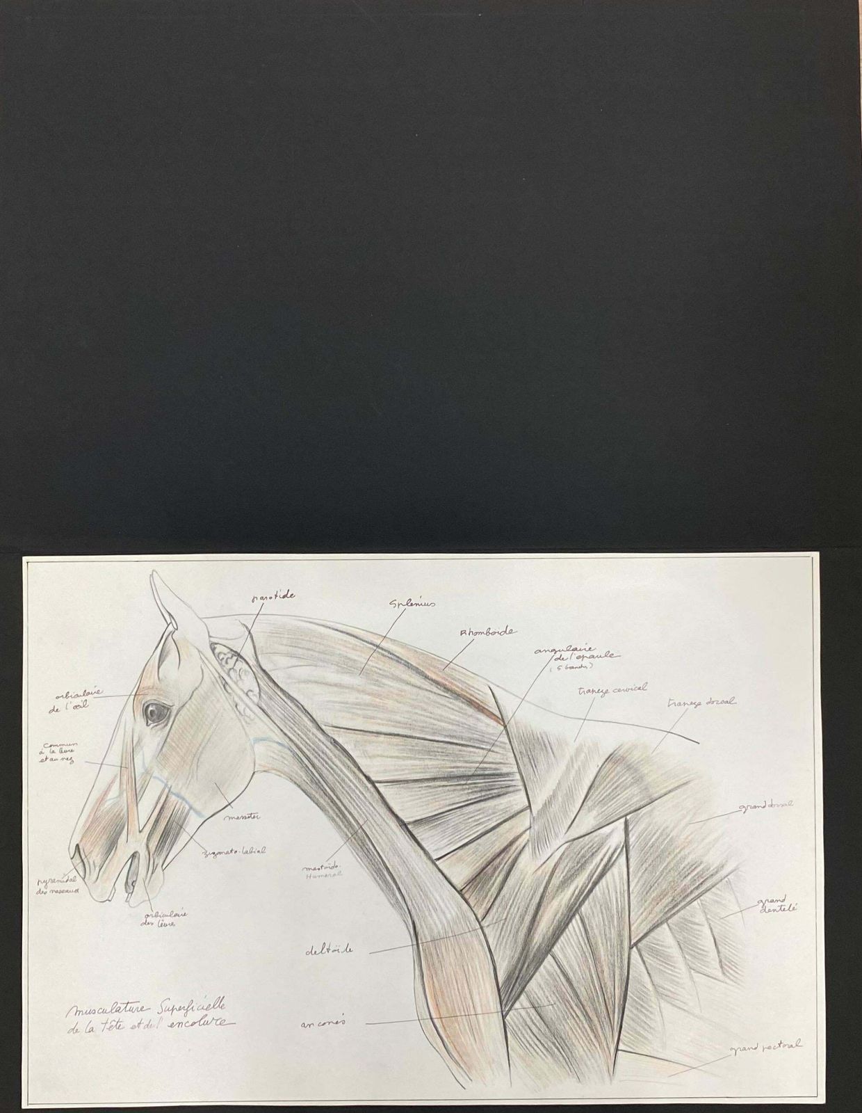 Robert Ladouanatomy Drawing Of A Horse   Original French Artwork Equestrian Anatomy Study20th Century photo furniture