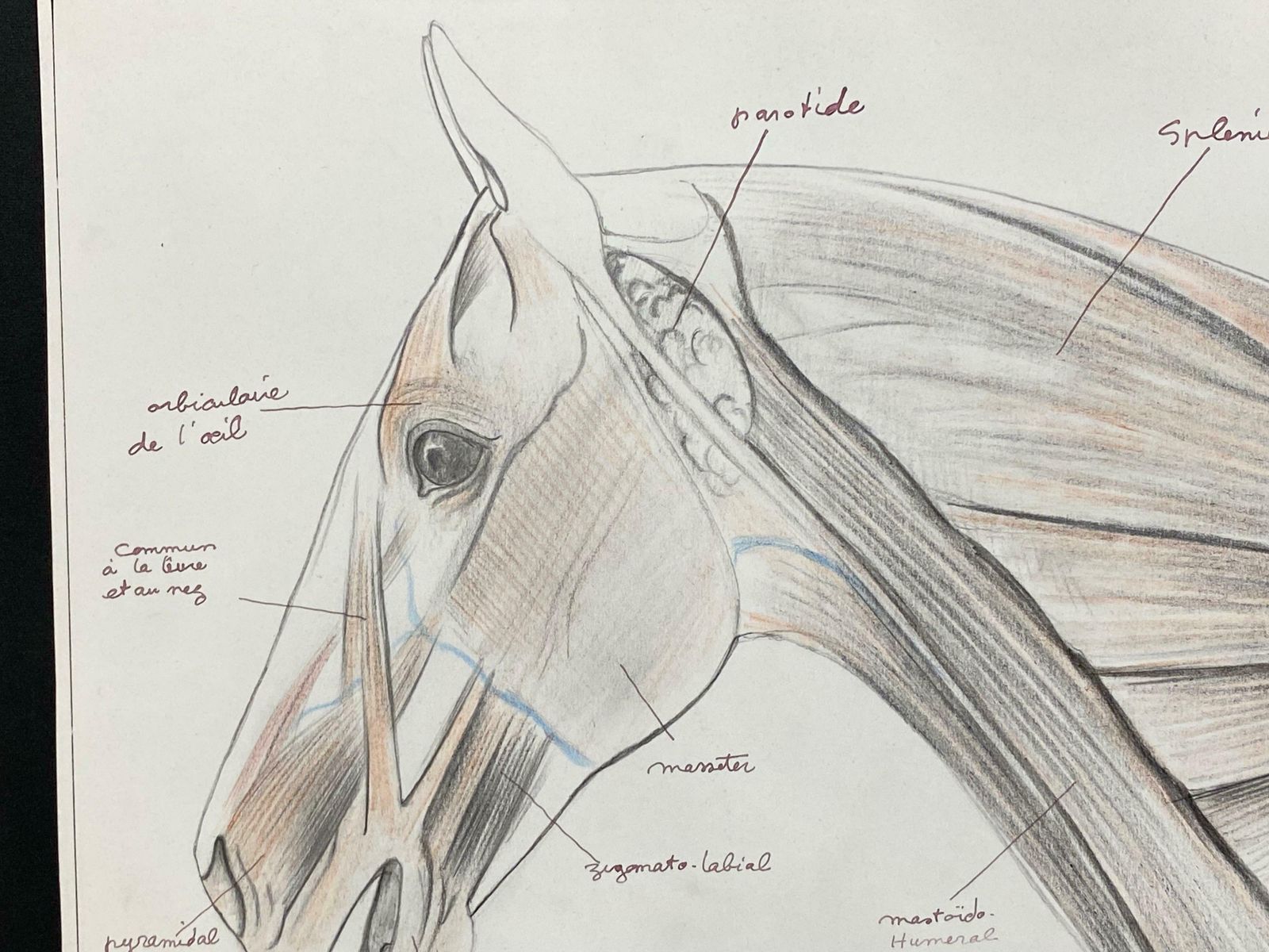 Robert Ladouanatomy Drawing Of A Horse   Original French Artwork Equestrian Anatomy Study20th Century photo Art