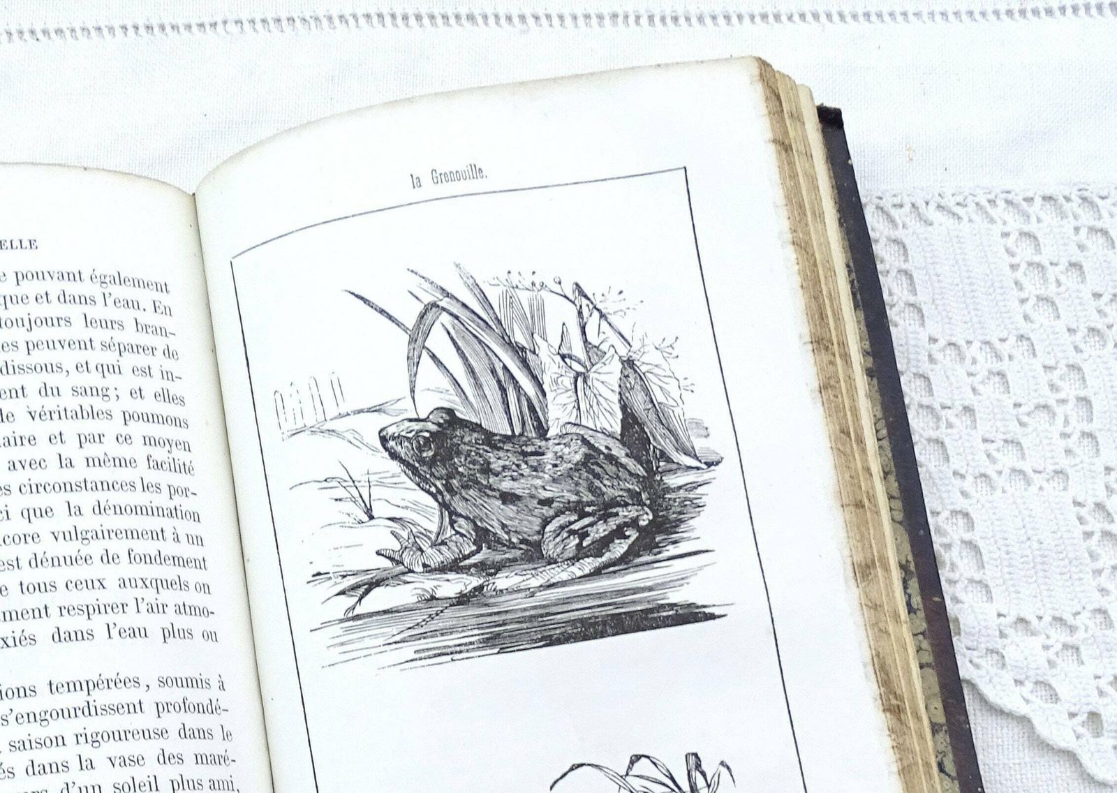 Antique French 1861 Leather Bound Natural History Book Histoire Naturelle Des Oiseaux Des Reptiles Et Des Poissons By M L'abbé J J Bourassé photo Home Decor