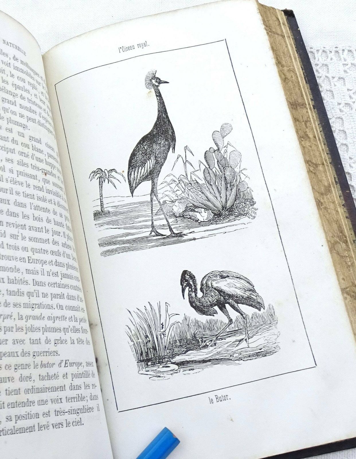 Antique French 1861 Leather Bound Natural History Book Histoire Naturelle Des Oiseaux Des Reptiles Et Des Poissons By M L'abbé J J Bourassé photo buy