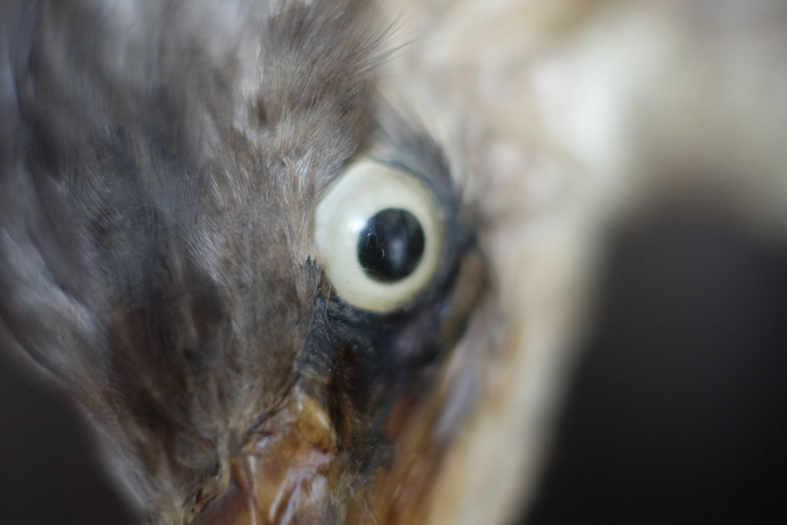 Museum Quality Taxidermy Study Of A Heron By Deyrolle, Paris photo furniture
