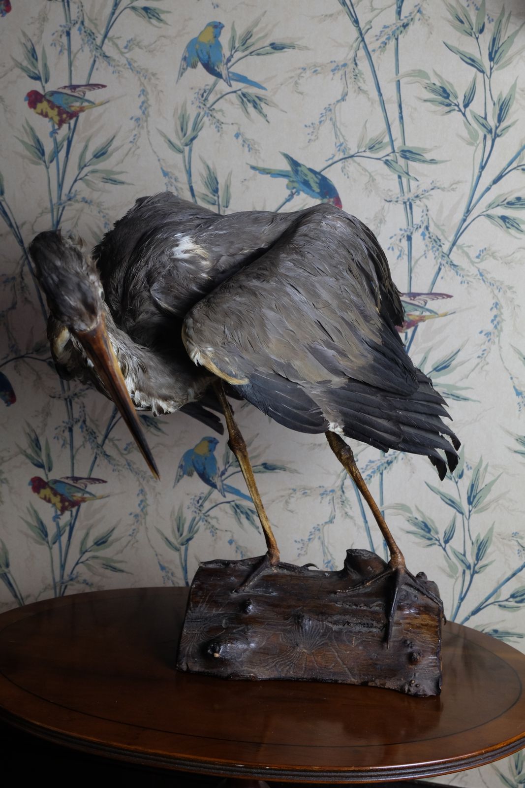 Museum Quality Taxidermy Study Of A Heron By Deyrolle, Paris photo Art