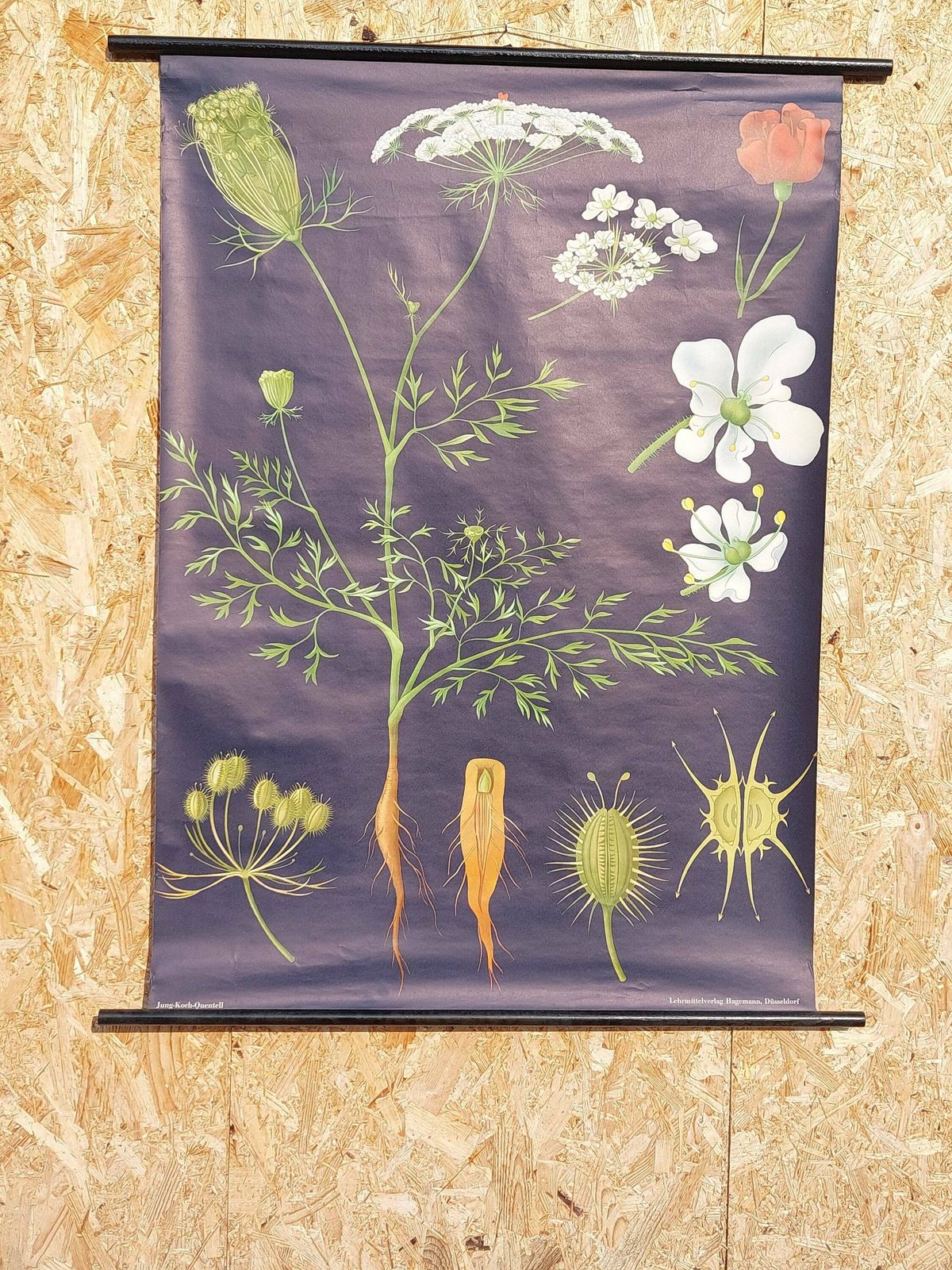 Vintage Original German Educational Poster/ Wild Carrot/ Vintage School Wall Chart/Roll Down Print/Botanical Chart/Jung Koch Quentell/70's photo furniture