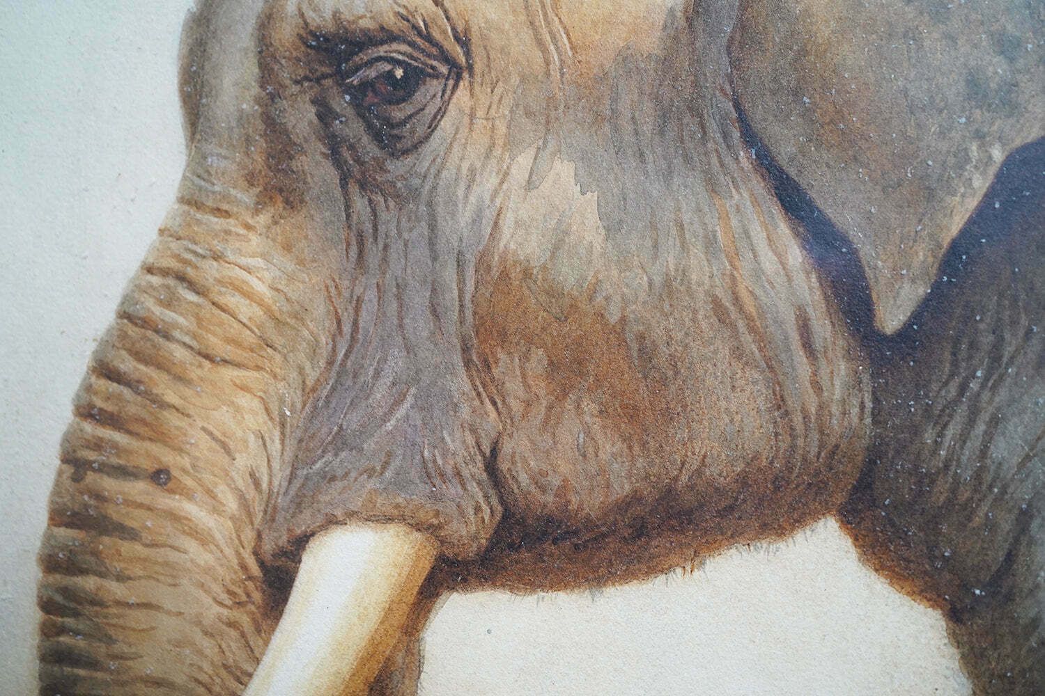 photo for sale Helena J Maguire (British, 1860 1909); 'Elephant', Watercolour C.1900 07