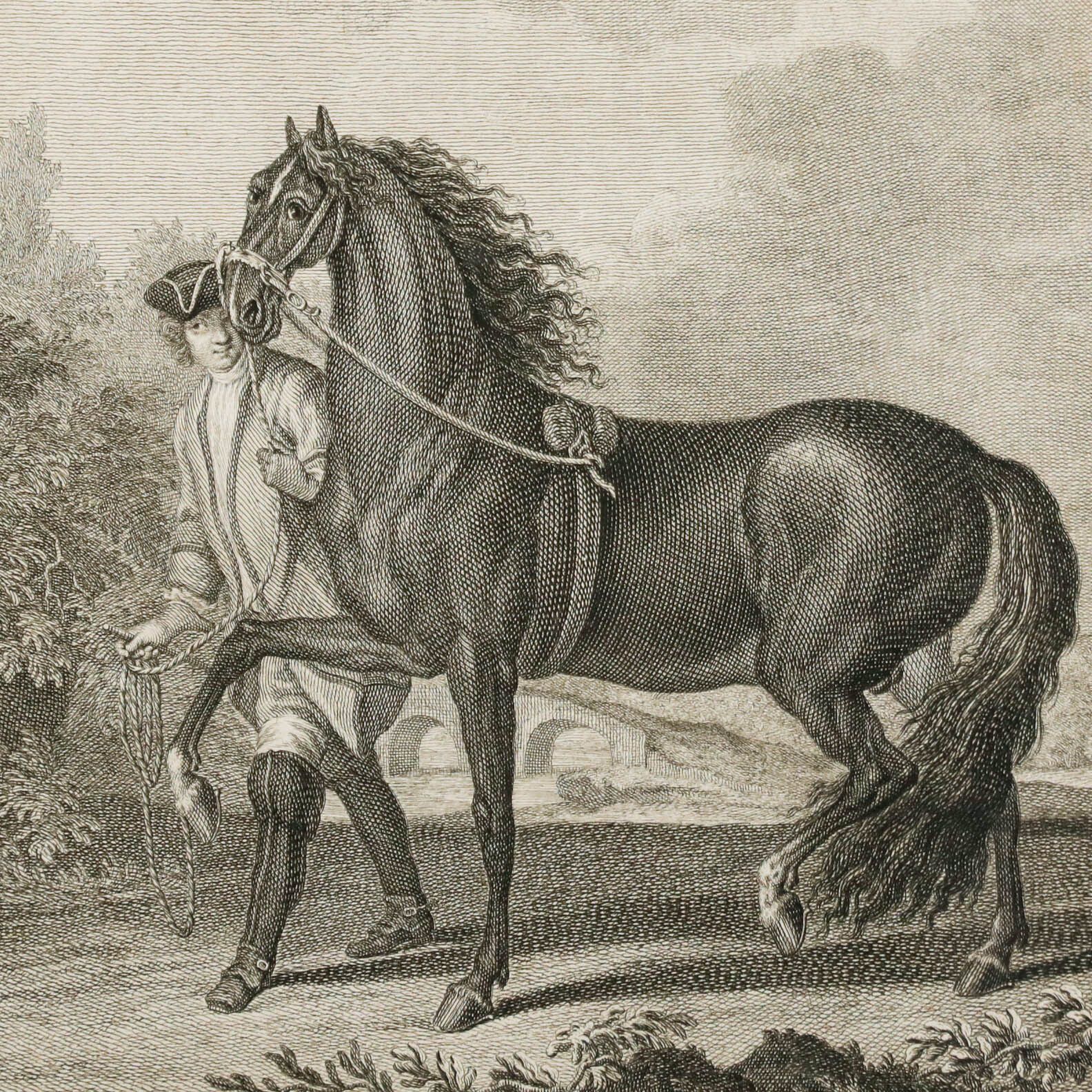 After Johann Elias Ridinger 18th Century Engraving, Neapolitan Horse photo Art