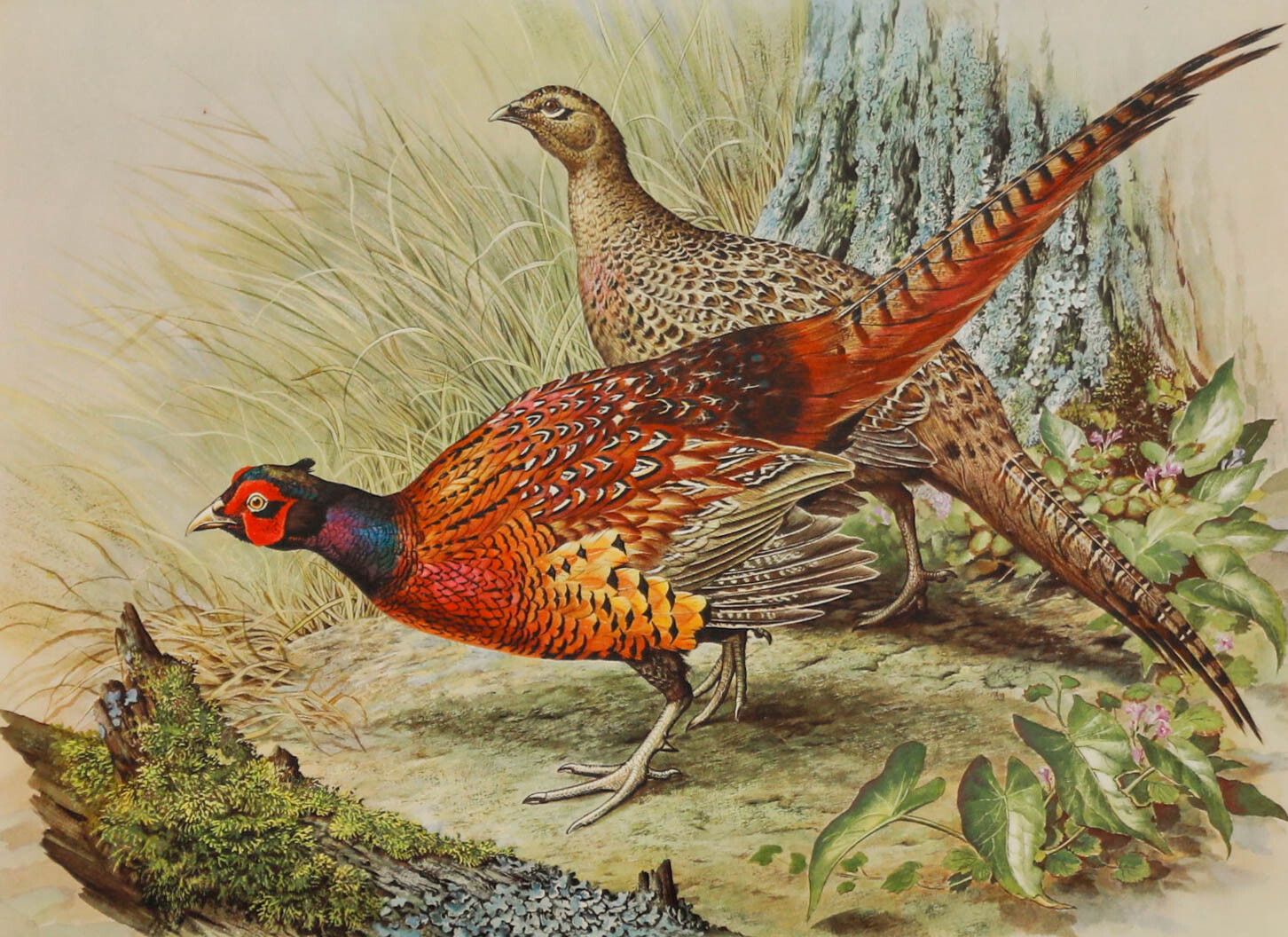 Basil Ede (1931 2016) 20th Century Collotype, Male And Female Pheasant photo furniture
