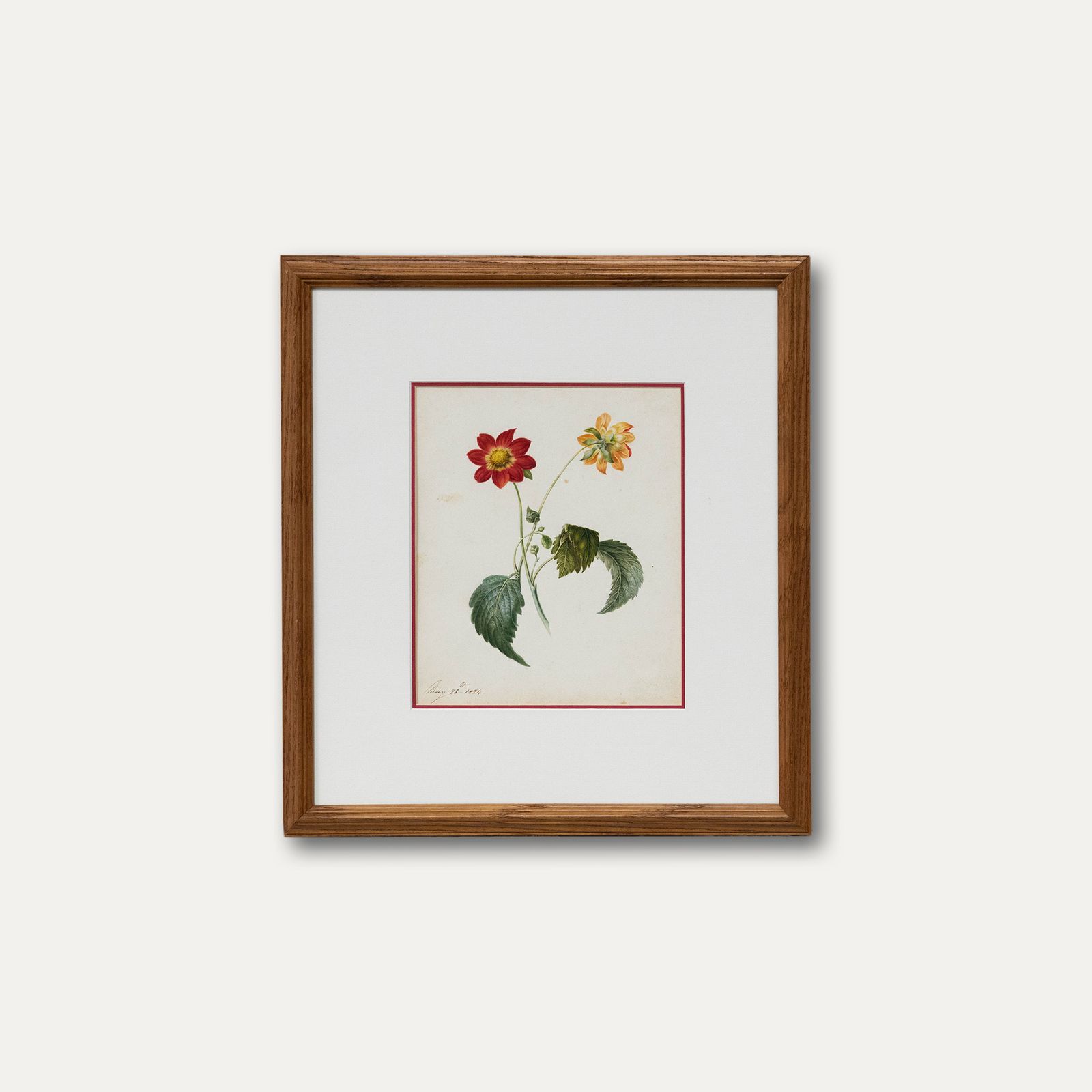 Fine Early 19th Century Watercolour Dahlia From Two Sides photo buy