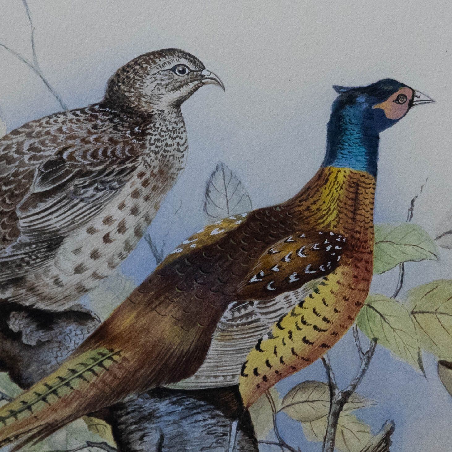 Bryan Cox Framed 20th Century Watercolour, Pheasants Roosting In A Tree photo Art