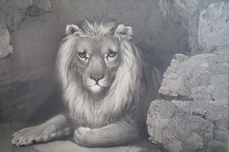 Bristol Zoological Gardens: After John West Giles (1830 1865)   'Jupiter’ By John Burbidge, June 24th, 1853 photo Art