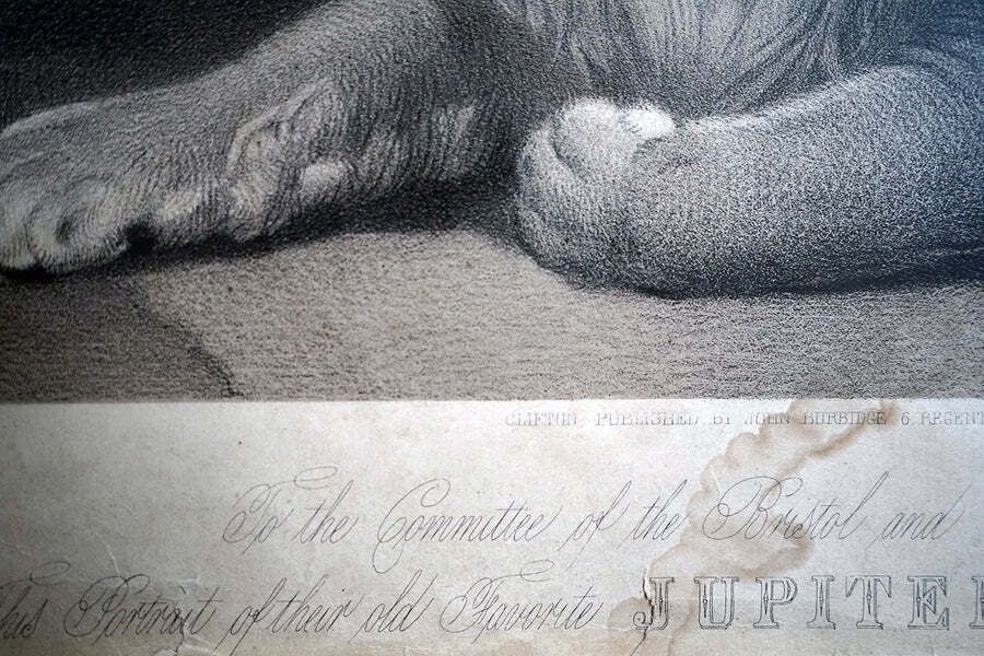 photo furniture Bristol Zoological Gardens: After John West Giles (1830 1865)   'Jupiter’ By John Burbidge, June 24th, 1853