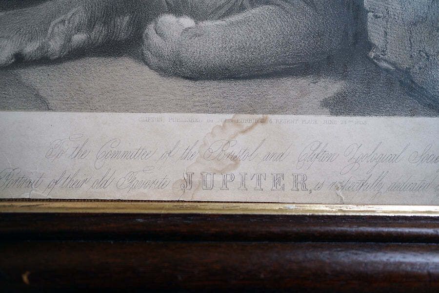 Art Bristol Zoological Gardens: After John West Giles (1830 1865)   'Jupiter’ By John Burbidge, June 24th, 1853 photo