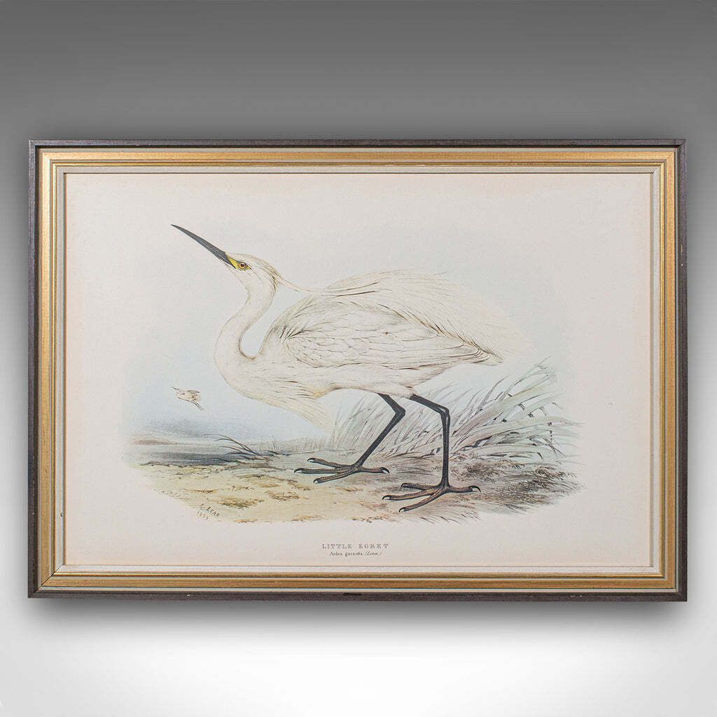 Pair Of Antique Bird Prints, English, Framed, Art, Picture, Nature, Edwardian photo 875.0